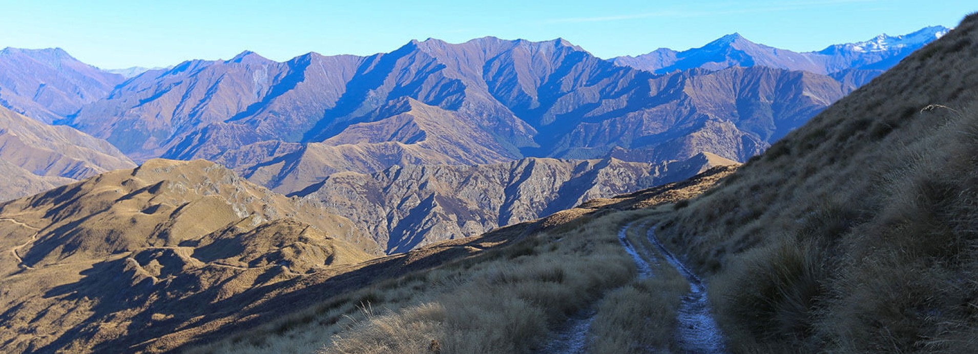 cartilage collagen supplements